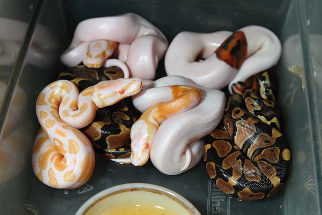 Clutch #1631 Hatch 28 August 2016. Banded Double Het Albino Pied X Banded Double Het Albino Pied. 