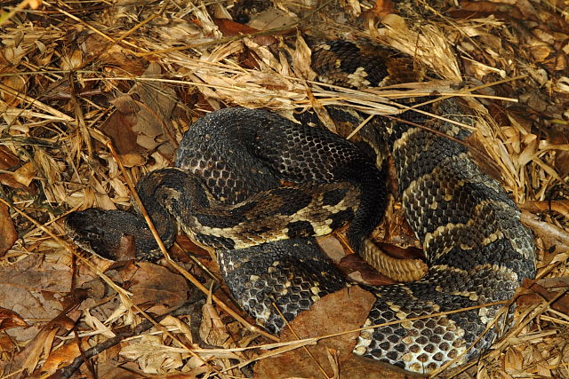 Gravid In Bullitt County, KY September 2016.