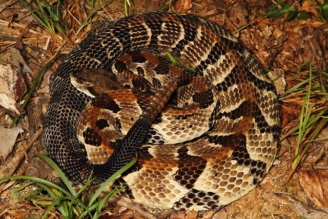 Gravid In Bullitt County, KY September 2016.