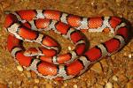 A Hickman County Male Red Milk Snake That Was Large 2016.