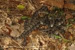 Baby Timbers Preparing To Shed In Bullitt County, KY September 2016.