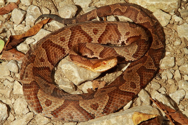 October Copperhead From Hart County 2016.