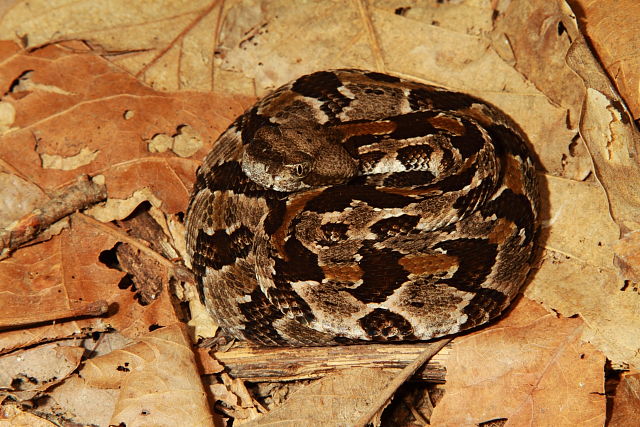 Lone Neonate From Bullitt County, KY October 2016.