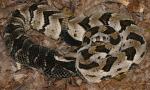 Pre 2010 Timber Rattlesnakes