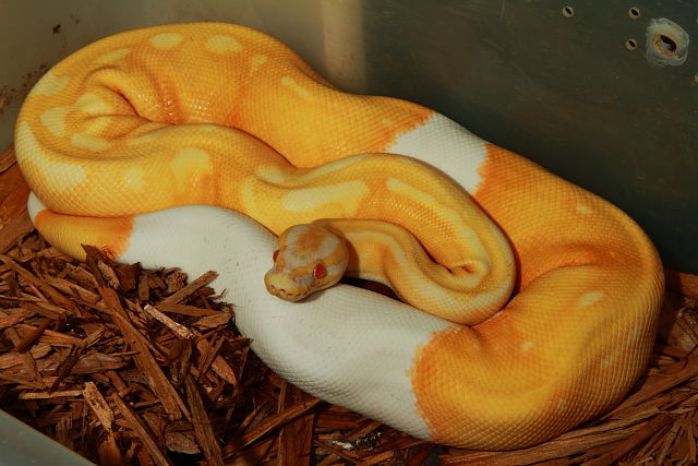 Male Super Banded Albino Pied October 2016.