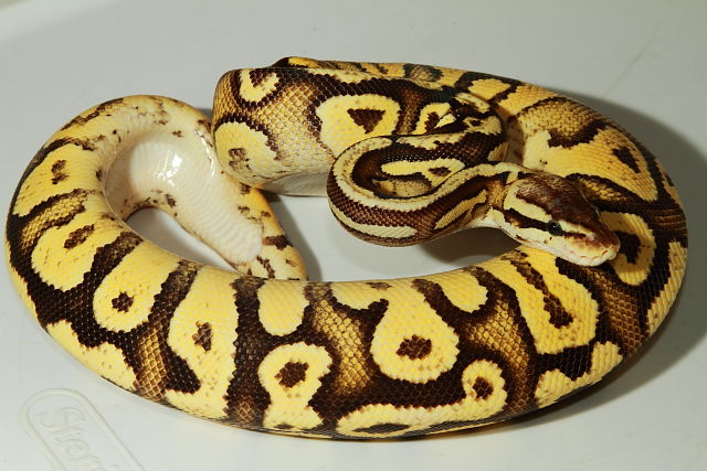 Female Super Pastel Fire October 2016.