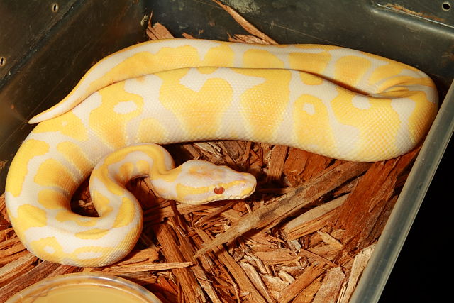 Female Pastel Lavender Albino #161003. Future Breeder!