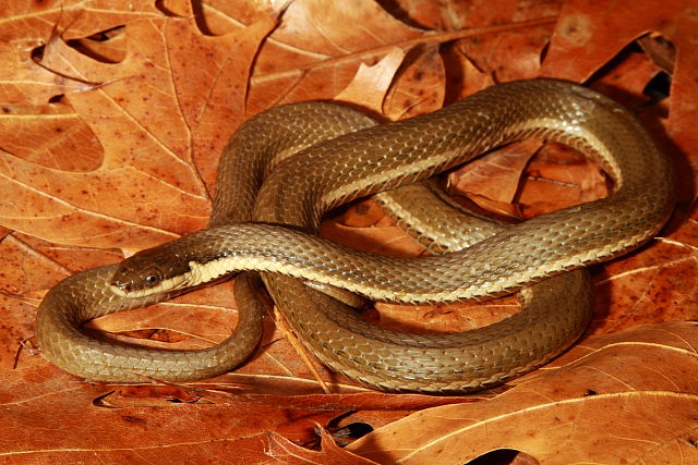 Adult Male Queen Snake Freshly Shed After Emergence March 2017.