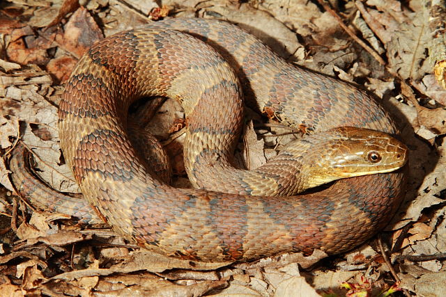 Midland X Northern Water Snake Intergrade Jefferson County, KY 2 April 2017.