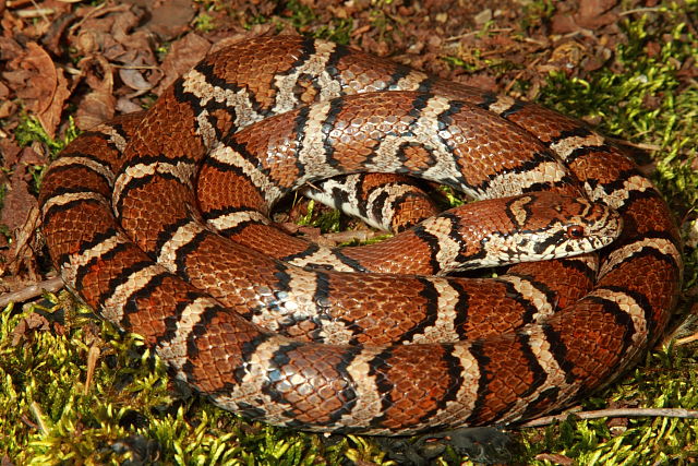 Intergrade Milk Snake Hardin County, KY 2 April 2017.