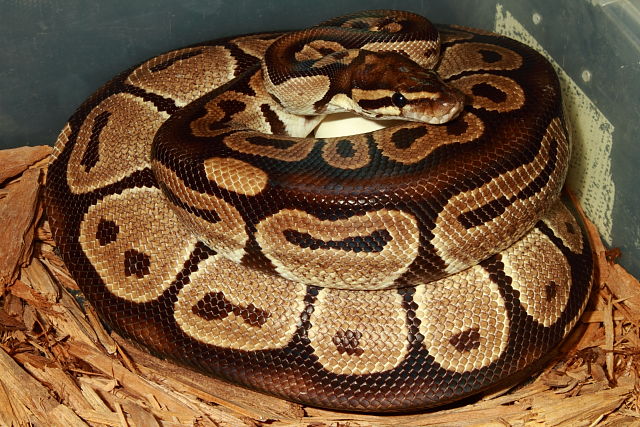 Ball Clutch #17BP01. Albino Banded X Het Albino Laid 30 March 2017.