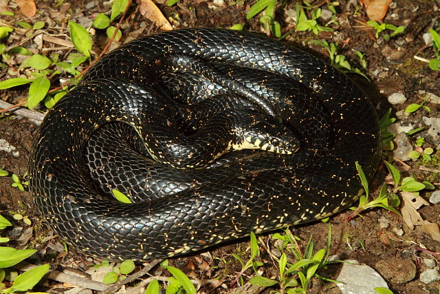 Eastern Black Kingsnake From Hopkins County, KY. 2017.