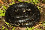 Eastern Black Kingsnake From Hopkins County, KY. 2017.