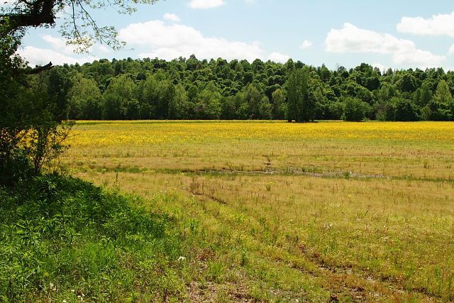 Forest/Farm Habitat in Ohio County, KY 2017.