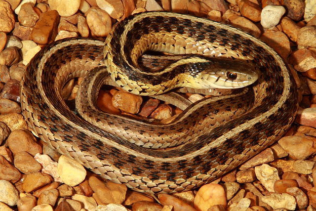 A Garter Snake From Calloway County, KY. 2017.