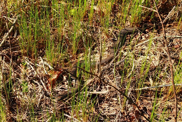 In-Situ In Trigg County, KY 2017.