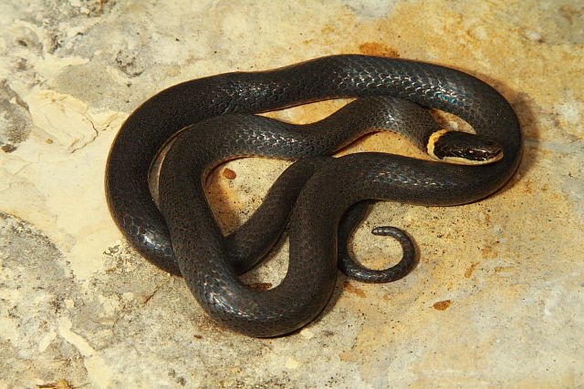 Ringneck Snake From Barren County, KY 2017.