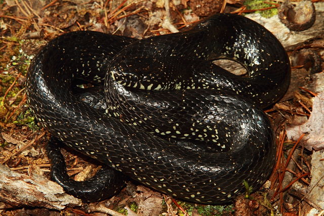 Eastern Black Kingsnake Nelson County, KY 2017.