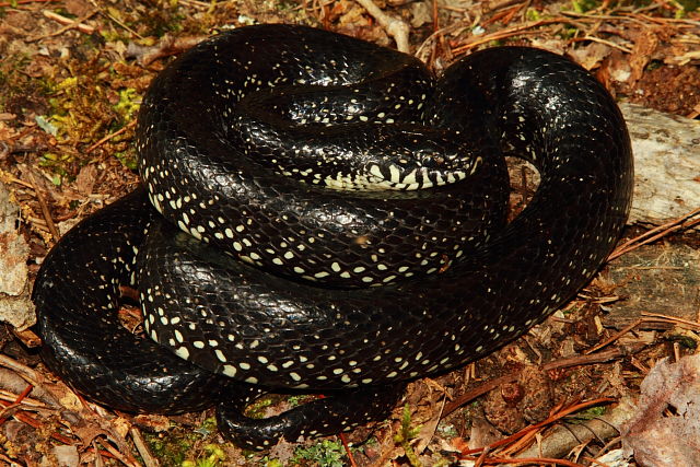 Eastern Black Kingsnake Nelson County, KY 2017.