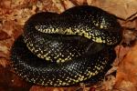 Eastern Black Kingsnake Edmonson County, KY 2017.