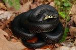 Eastern Black Kingsnake Edmonson County, KY 2017.