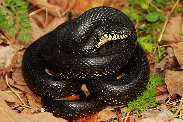 Eastern Black Kingsnake Edmonson County, KY 2017.