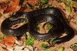 Eastern Black Kingsnake Edmonson County, KY 2017.