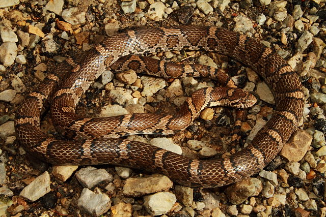 Eastern Milksnake From Trimble County, KY 2017.