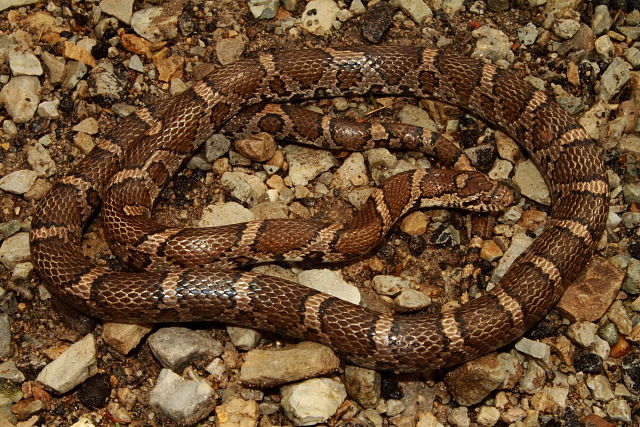 Eastern Milksnake From Trimble County, KY 2017.