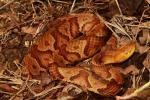 Copperhead In-Situ From Meade County, KY 2017.