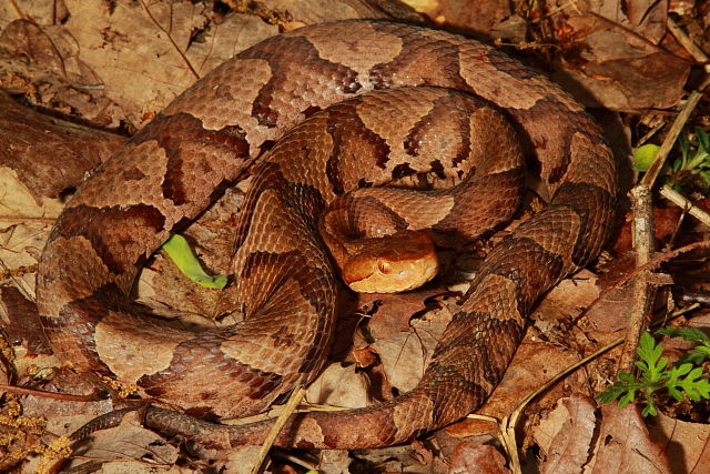 Copperhead From Bullitt County, KY 2017.