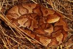 Copperhead In-Situ From Edmonson County, KY 2017.