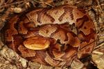 Copperhead In-Situ From Edmonson County, KY 2017.