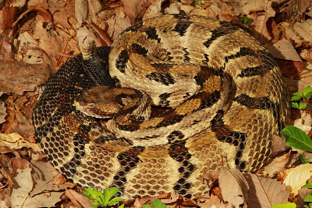 Timber Rattlesnake From Bullitt County, KY 2017.