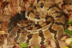 Timber Rattlesnake From Bullitt County, KY 2017.