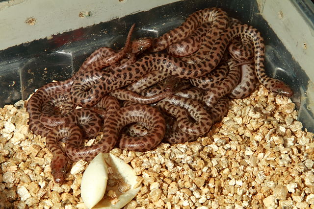 Children's Clutch Hatched 1 May 2017.