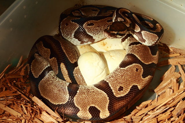 Ball Clutch #1708 Laid 8 May 2017. Albino Super Banded X Banded Het Albino.