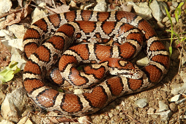 Milk Snake From Jefferson County, KY 2017.