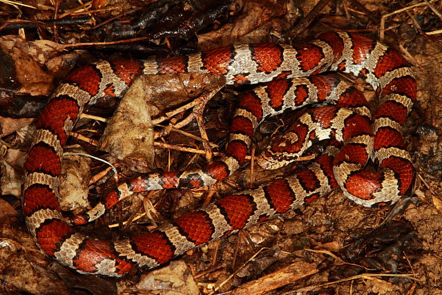 Milk Snake From Meade County, KY 2017.