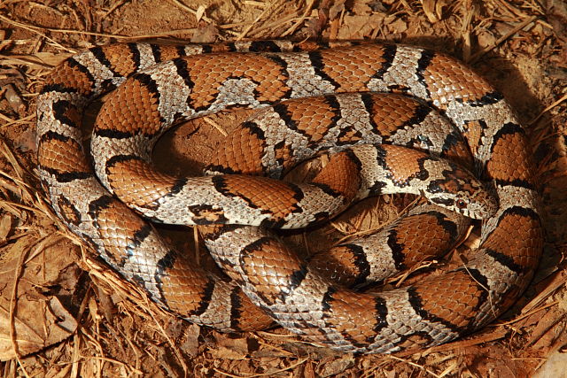 Milk Snake From Meade County, KY 2017.