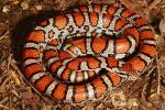 Milk Snake From Meade County, KY 2017.