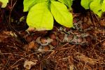 Milk Snake From Meade County, KY 2017.