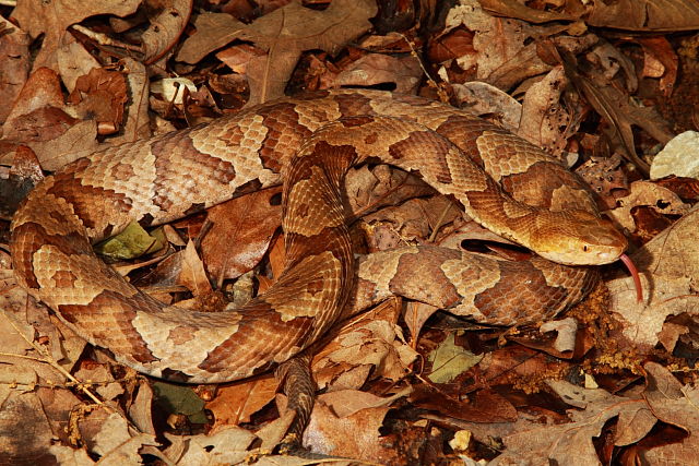 Copperhead From Meade County, KY 2017.