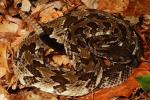 Timber Rattlesnake From Bullitt County, KY 2017.