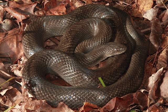 Prairie Kingsnake In Edmonson County, KY 2017.