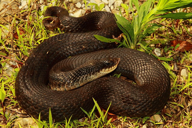 Eastern Hognose From Edmonson County, KY 2017.