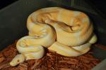 2017 Ball Clutch #17BPC15 Albino Super Banded X Albino Super Banded Laid 1 June 2017.