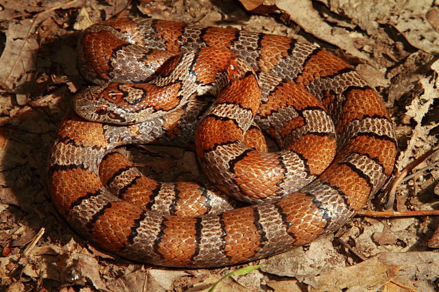 Bullitt County, KY Milk Snake 2017.