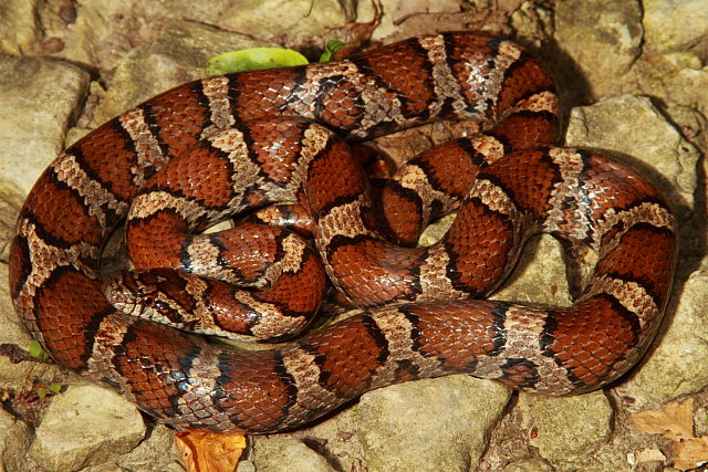 Bullitt County, KY Milk Snake 2017.