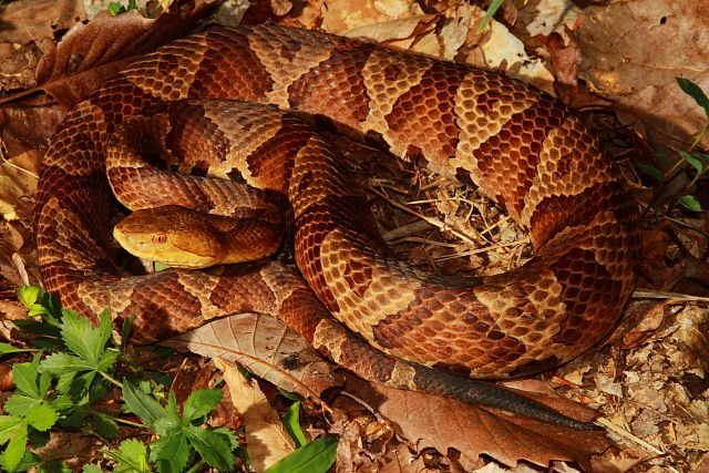 Edmonson County, KY Copperhead 2017.